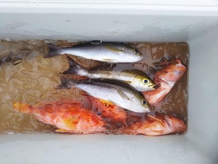 康仁丸・ジギング釣り果